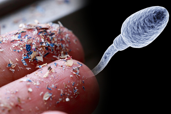 Detectan microplásticos en semen y líquido folicular: un hallazgo que plantea nuevos desafíos para la salud reproductiva