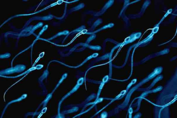 Una innovación argentina podría mejorar los resultados de la fertilización in vitro